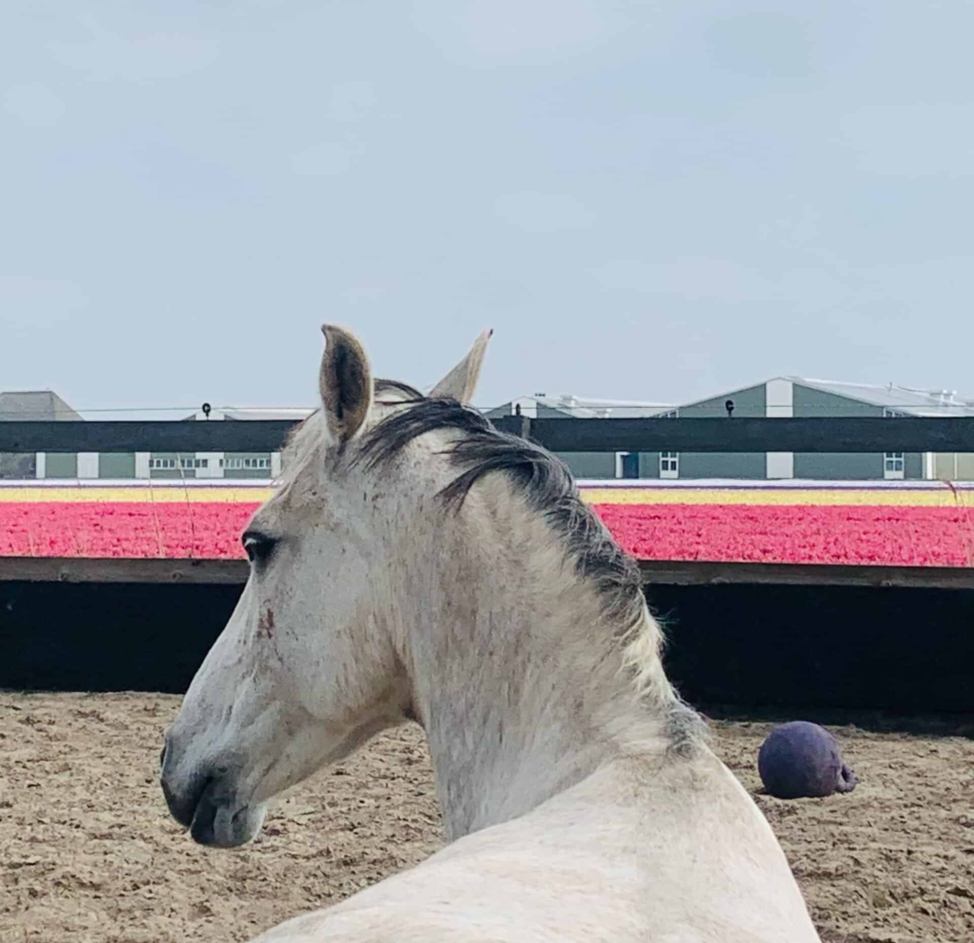 Een van onze paarden in de bak, met de bollenvelden erachter